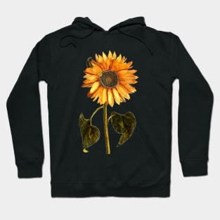 Sunflower, Dutch, Netherlands 17th Century Hoodie